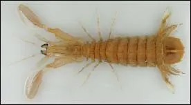 Quel est le nom de ce crustac ?