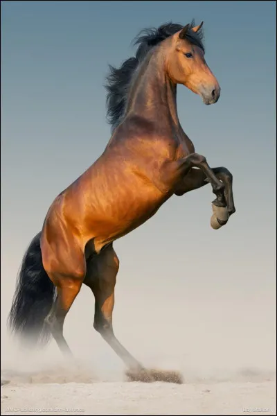 Alors que tu es en promenade, ton cheval s'arrête et semble effrayé. Il ne veut plus t'obéir. Que fais-tu ?