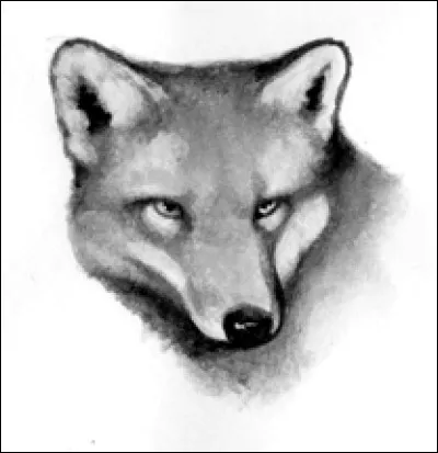 Comment le chat devient-il aveugle ?