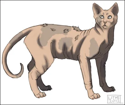 Comment s'appelle le chat sans poils qui convoque &OElig;il de Geai ?