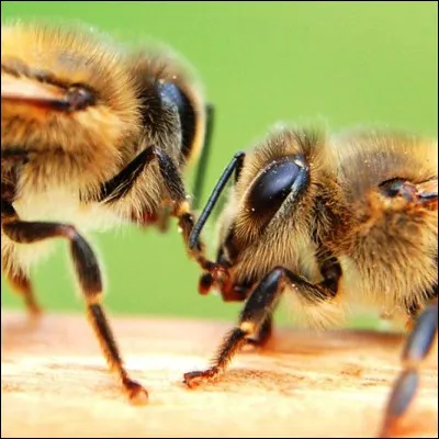 Quel polygone r&eacute;gulier donne sa forme aux alv&eacute;oles des ruches d�abeilles ?