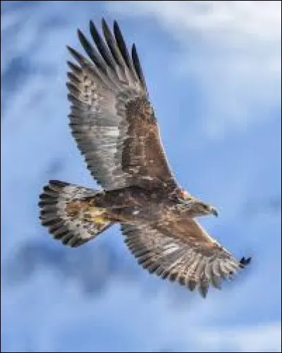 Qui joue l'enqu&ecirc;trice principale ?