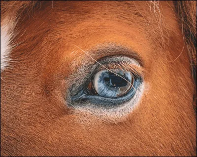 Comment appelle-t-on le moment où l'on brosse le cheval ?