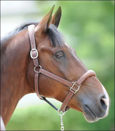 Décris ce que porte le cheval !