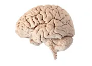 Quiz QCM 6 - Neurologie
