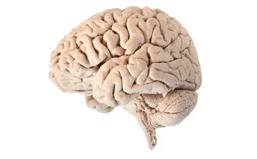 Quiz Sciences