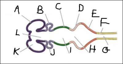 Complétez le schéma.