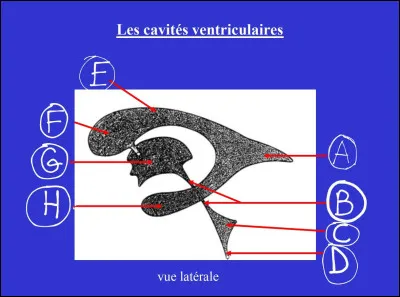 Compléter le schéma suivant :