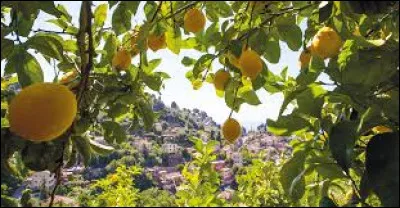 À vous de compléter : "Le citron de ..." :