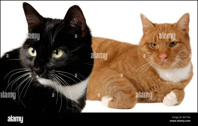 Tu as deux parents, Plume Lumineuse (ta maman), ton papa et deux frères et surs. Comment sappellent-ils ?