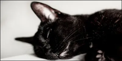 Ton père a été tué par le lieutenant du Clan de lOmbre, Croc Ensanglanté.