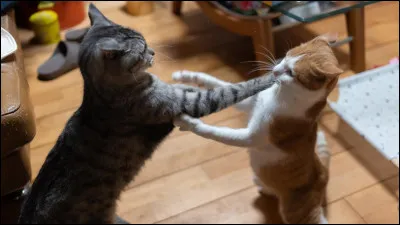 Ton p&egrave;re a &eacute;t&eacute; tu&eacute; par le lieutenant du Clan de l�Ombre, Croc Ensanglant&eacute;.