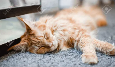 Plus tard, ta mère meurt du mal vert. Quelle est ta réaction ?