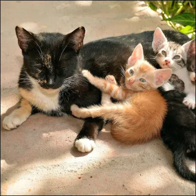 Un jour, tu as des petits. Il y a deux femelles (une rousse et une grise) et un mâle noir. Ils sappellent :