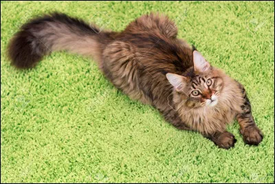 Après avoir eu une vie extraordinaire, tu meurs de vieillesse.