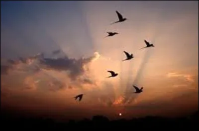 Aimes-tu la liberté ?