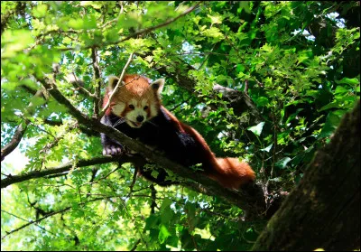 Quant à la Birmanie, a-t-elle fait construire des aires protégées ? Si oui, combien ?