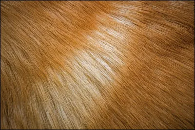 Quel pelage as-tu ?