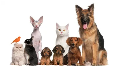 As-tu un animal de compagnie ? (1)