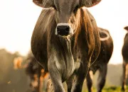 Quiz Les animaux de la ferme : vrai ou faux ?