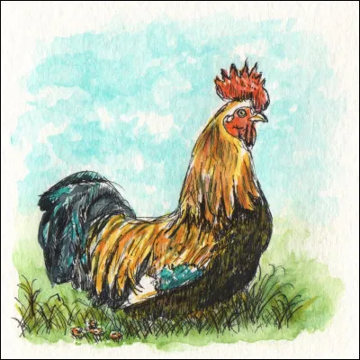 Cocorico ! 
Le coq utilise son "cocorico" pour signaler sa présence.