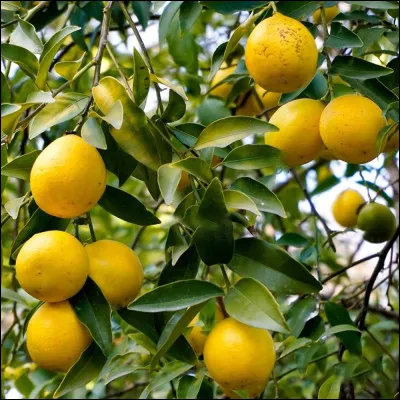 Il ressemble à un citron miniature et allongé. De quel fruit s'agit-il ?