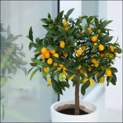 Le kumquat, qui provient d'Asie, ne pèse qu'environ ... grammes.