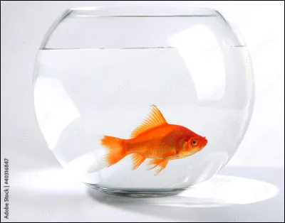 La réponse est facile, surtout pour les anciens, mais ne poussez pas le bouchon trop loin !