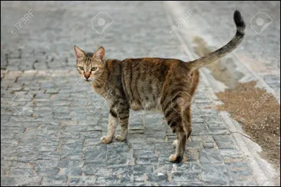 Quels sont les chats du Clan les plus maigres ?