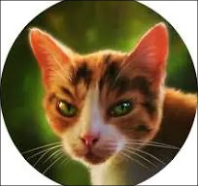 Tu es un guerrier avec ton apprenti. Tu te promenais pas loin de la frontière avec les solitaires, quand tout à coup, tu vois un gros chien qui est dans ton territoire ! Que fais-tu ?