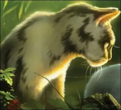 Quel est le nom du chef des chats errants qui ont chassé le Clan du Ciel ?