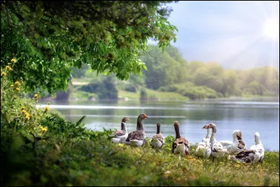 Elle oit l'oie, ce que nous oyons, l'oie l'oit-elle ?