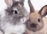 Quiz Quiz sur les lapins !