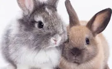 Quiz Lapins