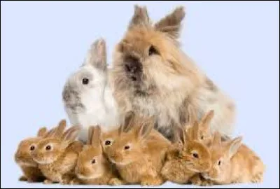 Combien de petits lapins les femelles peuvent-elles avoir par portée ?