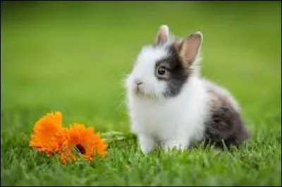 Quelle espèce de lapins n'existe pas ?
