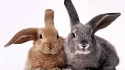 Pourquoi les lapins ont-ils des grandes oreilles ?