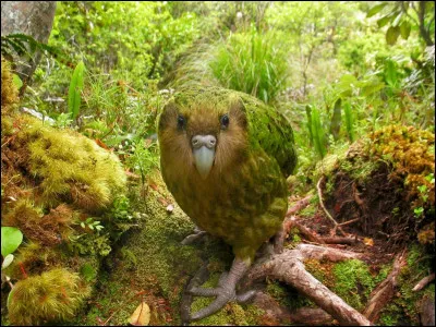 Ce perroquet est endémique de la Nouvelle-Zélande. Soyez certains qu'il le répétera si vous écorchez son nom.