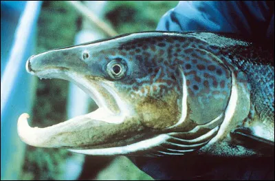 Langue française : Quel mot désigne un saumon mâle adulte dont la mâchoire inférieure est recourbée ?