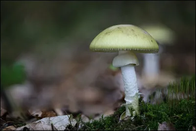 Botanique : Quel champignon aussi appelé calice de la mort est responsable de 90% des empoisonnements mortels liés à l'ingestion de champignons dans le monde ?