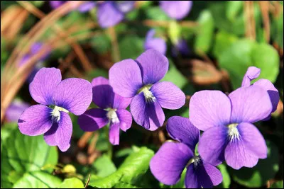 Le violet est-il considéré comme une couleur chaude ou froide ?