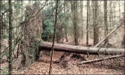 En dévalant ces pentes enneigées, le skieur risque d'entrapercevoir des chablis, qu'est-ce donc ?