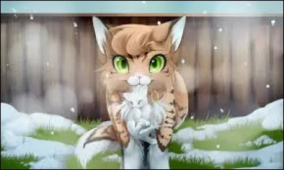 Qui est cette magnifique chatte ?