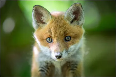 Je vous laisse réfléchir là-dessus !