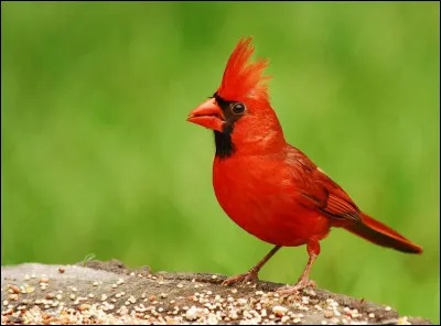 Identifier cet oiseau c'est se mettre en rapport avec un personnage inspiré d'un homme qui a réellement existé !