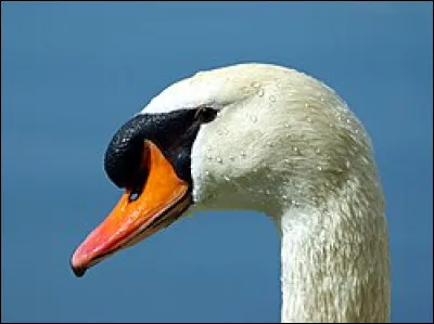 Là vous allez être obligés de nager dans la culture !