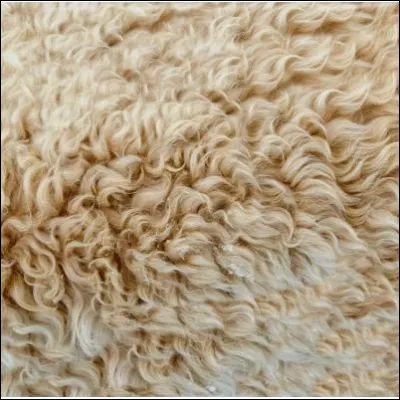 Quel camélidé domestique des Andes mesure moins dun mètre au garrot ?