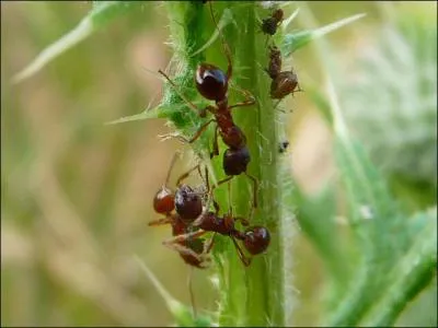 Quelle est cette espce ?