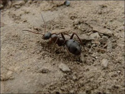 Quelle est cette espce ?