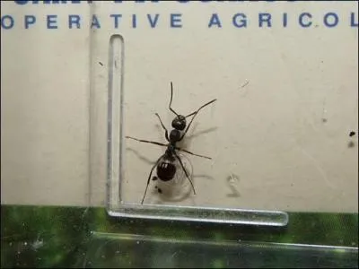 Quelle est cette espce ?